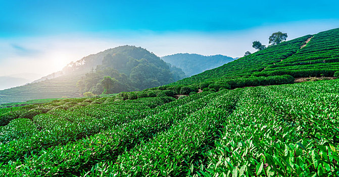 杭州龙井茶乡基地