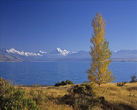 泰卡泊湖,山,烹饪,奥拉基,日落,库克峰国家公园,南岛,新西兰