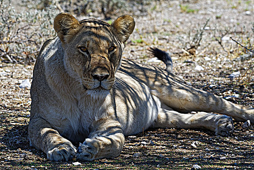 非洲狮,狮子,雌狮,卧,荫凉,树,抬头,警惕,埃托沙国家公园,纳米比亚,非洲