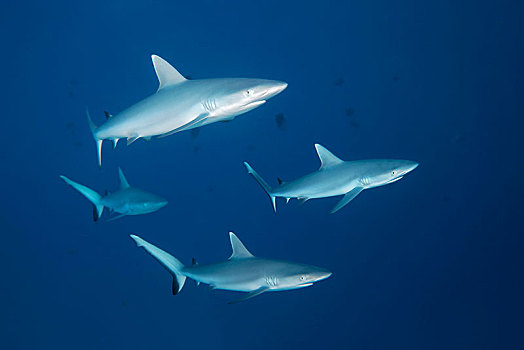 四个,灰色,礁石,鲨鱼,黑尾真鲨,游动,公海,印度洋,马尔代夫,亚洲