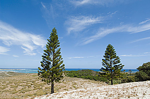 诺福克,岛屿,松树,年轻,树,沿岸,若尼斯特岛,西澳大利亚州,澳大利亚