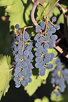 红葡萄,葡萄园,靠近,蒙蒂普尔查诺红葡萄酒,托斯卡纳,意大利,欧洲