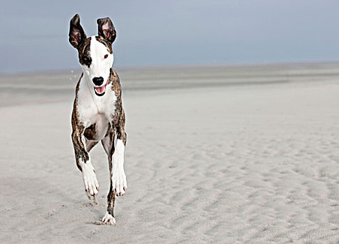 狗,海滩,跑,摄像机