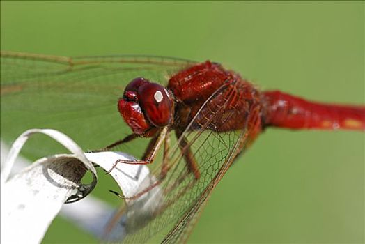 深红色,蜻蜓,瑞士,欧洲