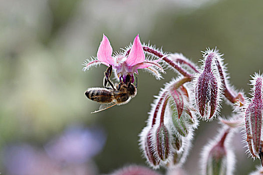 蜜蜂,琉璃苣