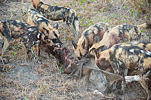 非洲野狗,非洲野犬属,吃,疣猪,北方,博茨瓦纳