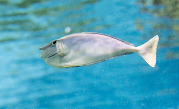 水族馆,鱼