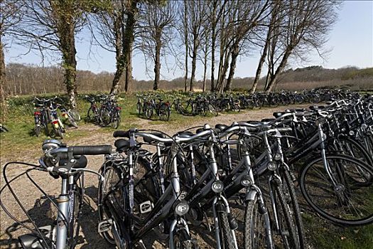 满,自行车,停车场,春景,靠近,荷兰,欧洲