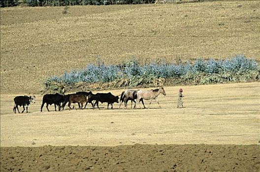 埃塞俄比亚,小女孩,母牛