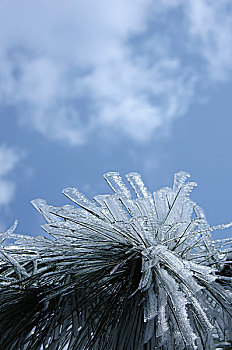冬天植物与蓝天白云背景