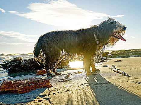 胡须,柯利犬,海滩