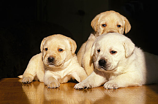 黄色拉布拉多犬,狗,小狗