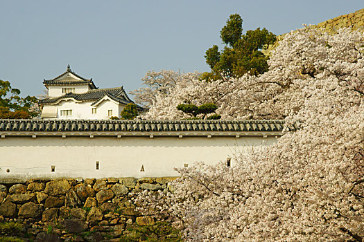 姬路城堡,春天,兵库,日本