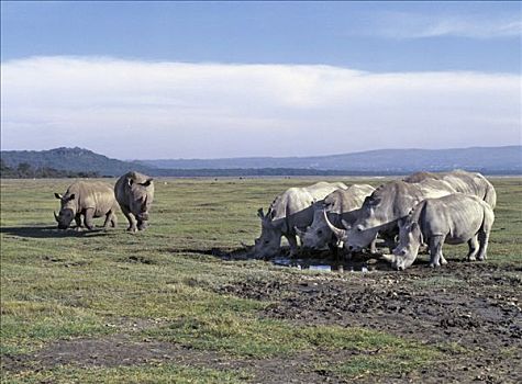 两个,放牧,纳库鲁湖国家公园,威胁,天空,红嘴牛椋鸟,颈部,一个,犀牛,一对,重量,驯良,食草动物
