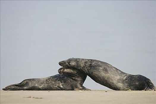 灰海豹,海滩