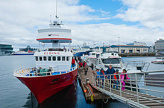 冰岛,雷克雅未克,观鲸,旅游