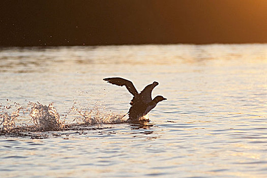 海鸥,降落,水中,安大略省,加拿大