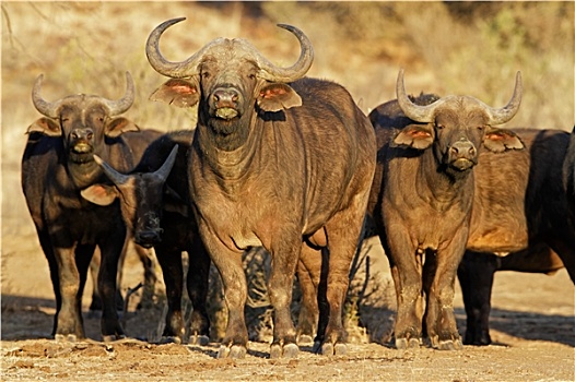 非洲,水牛