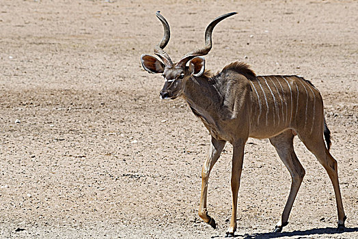大捻角羚,成年,雄性,卡拉哈迪大羚羊国家公园,北开普,南非,非洲
