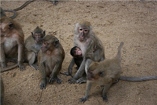猴子,家庭