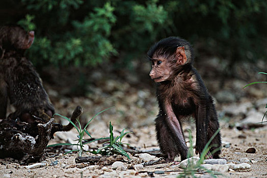 坦桑尼亚,冈贝河国家公园,幼兽,东非狒狒,正面,大幅,尺寸