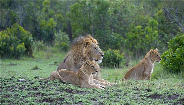 狮子,马赛马拉国家保护区,肯尼亚,东非