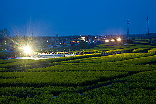 兴化,油菜花,春天,经济作物,农田,农村,种植,河道,水田,风光,风景