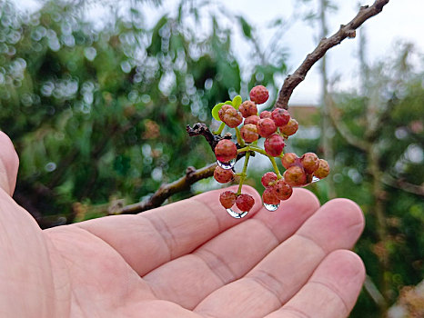 花椒,花椒特写