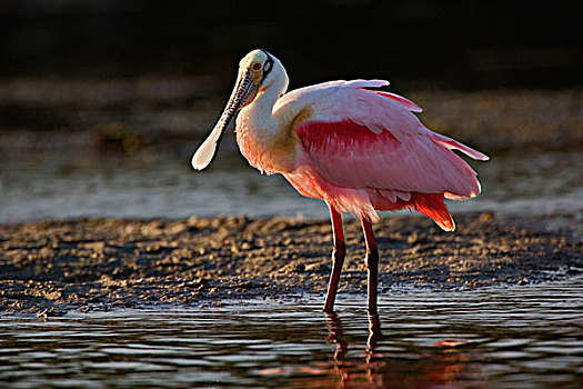 粉红琵鹭,国家野生动植物保护区,萨尼伯尔岛,佛罗里达