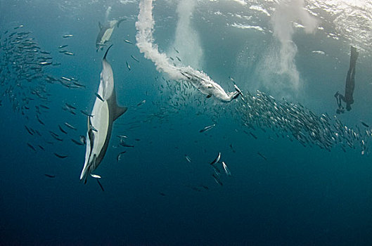 南非鲣鸟,常见海豚,长吻真海豚,水下呼吸管,沙丁鱼,东开普省,南非