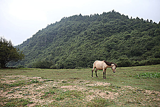 重庆仙女山