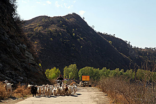 羊群,放羊,家畜,养殖,致富,大山,村民,摩托车