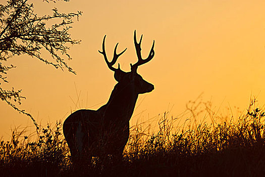 白尾鹿,雄性,栖息地,德克萨斯,美国