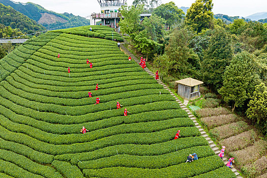 中国广西贺州昭平生态茶园春季自然风光景色优美