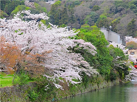 樱花,树,河