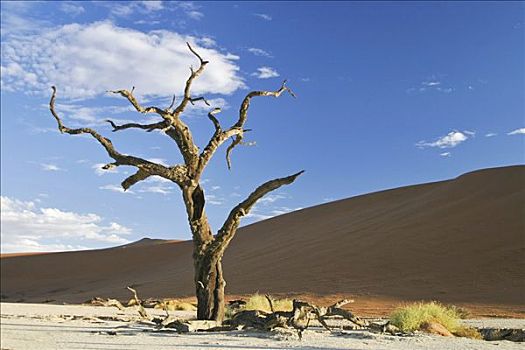 枯木,沙丘,纳米布沙漠,死亡谷,纳米比亚,非洲