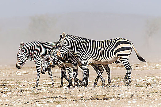 山,斑马,埃托沙国家公园,纳米比亚,非洲