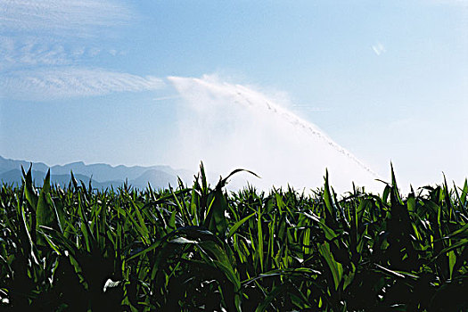 玉米田,加泰罗尼亚,比利牛斯山脉,西班牙