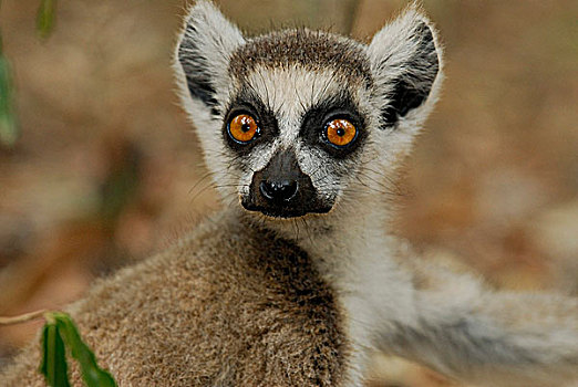 年轻,狐猴,干燥,树林,预留,南,马达加斯加