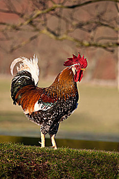 公鸡,红原鸡,诺森伯兰郡,英格兰