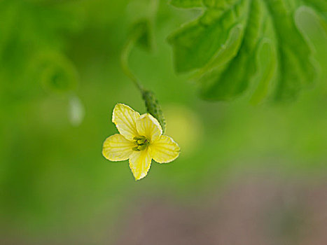 花,苦瓜