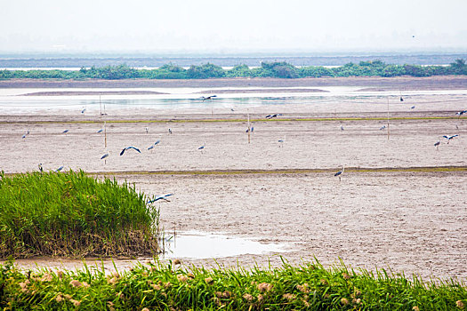 江门银湖湾湿地风光