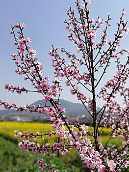 春天桃花