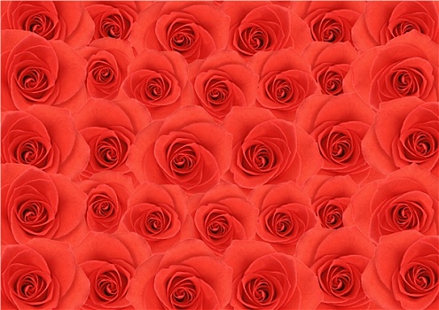 红玫瑰,花,质地,背景