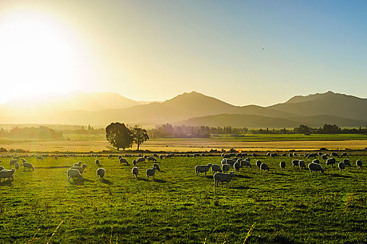绵羊,放牧,日落,靠近,皇后镇,南岛,新西兰,大洋洲