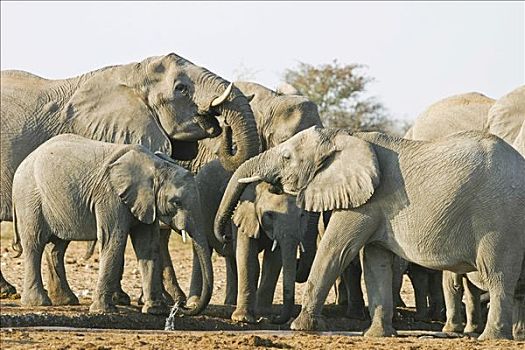 大象,牧群,非洲象,水潭,埃托沙国家公园,纳米比亚,非洲