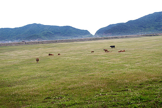 草原牧场,黄牛
