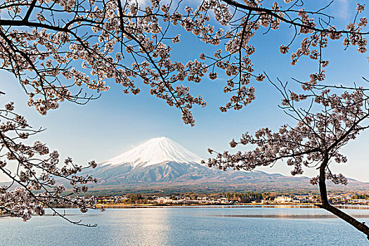 盛开,樱桃树,枝条,富士山,反射,湖,山梨县,日本