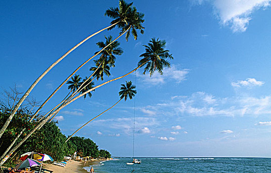 斯里兰卡,乌纳瓦图纳,海滩,棕榈树