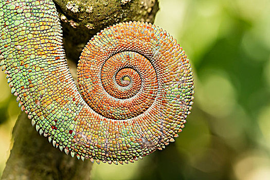 变色龙,盘绕,尾部,国家公园,马达加斯加